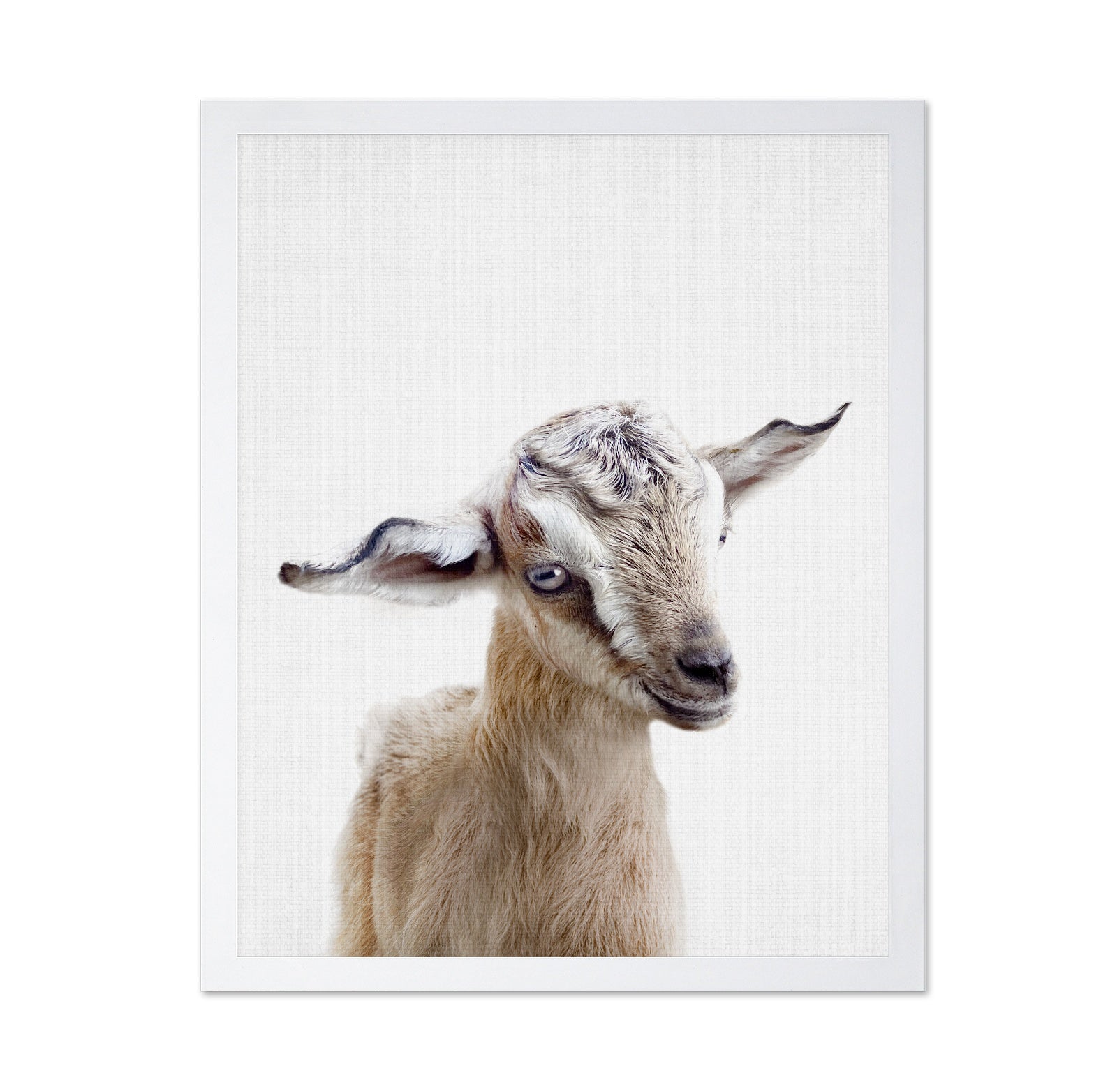 Peekaboo Baby Goat