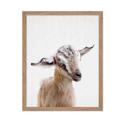 Peekaboo Baby Goat