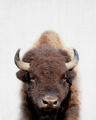 Peekaboo Bison