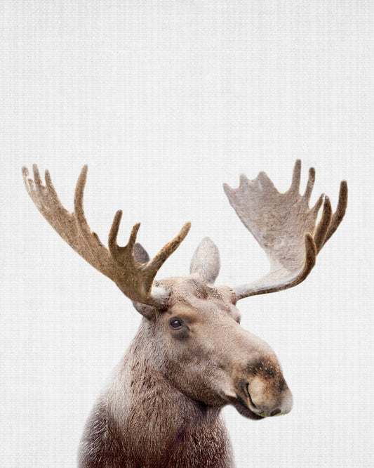 Peekaboo Moose