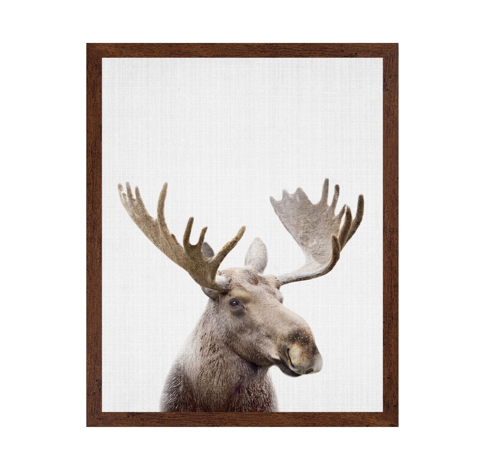 Peekaboo Moose