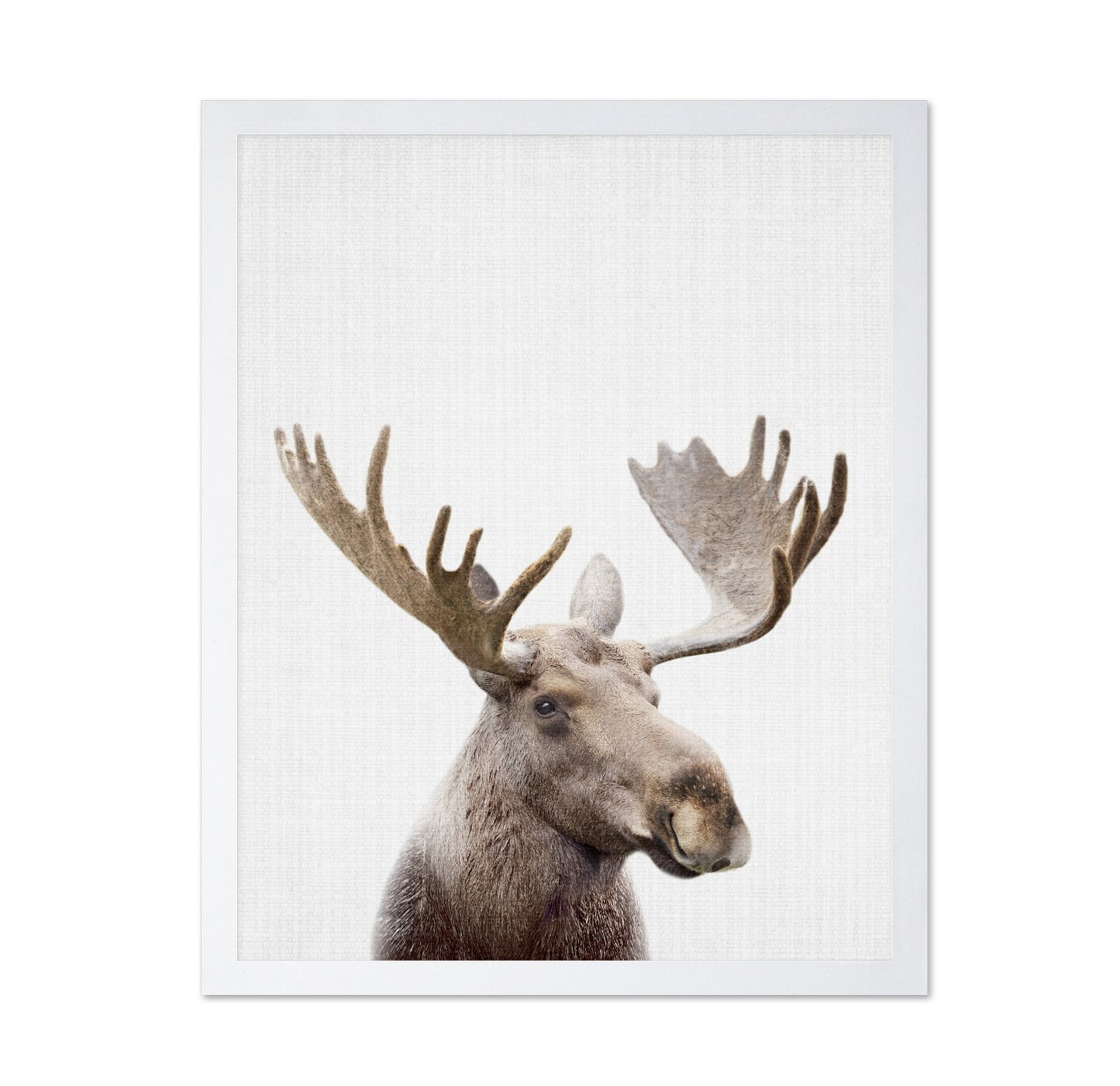Peekaboo Moose