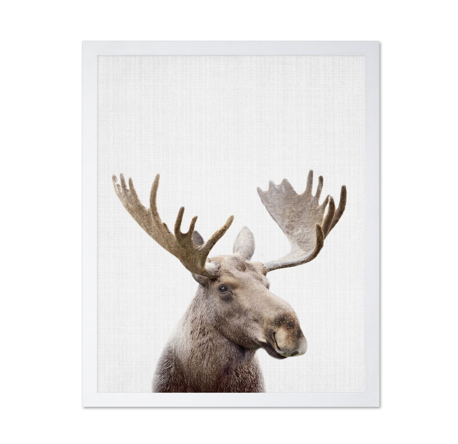 Peekaboo Moose