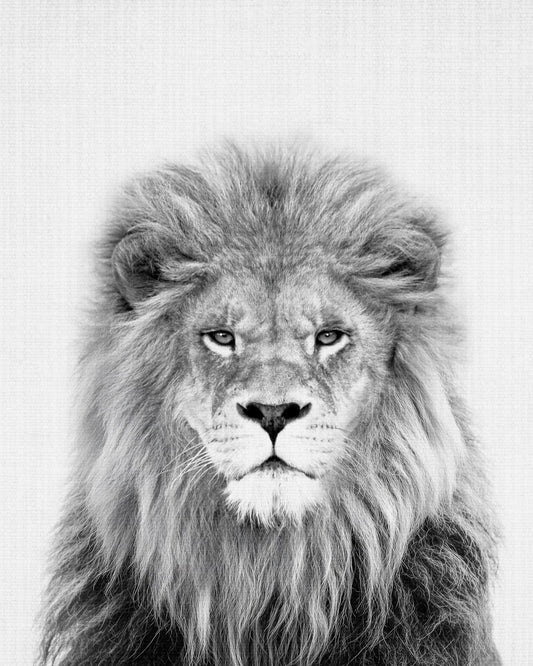 Black a White Peekaboo Lion