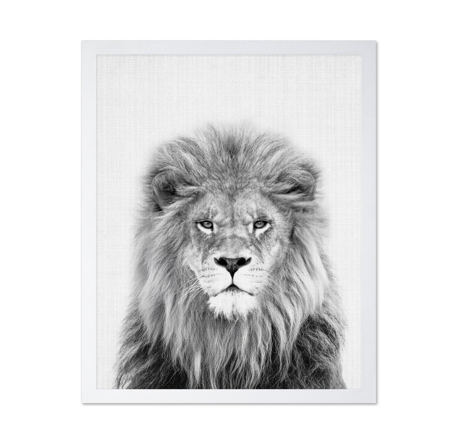 Black a White Peekaboo Lion