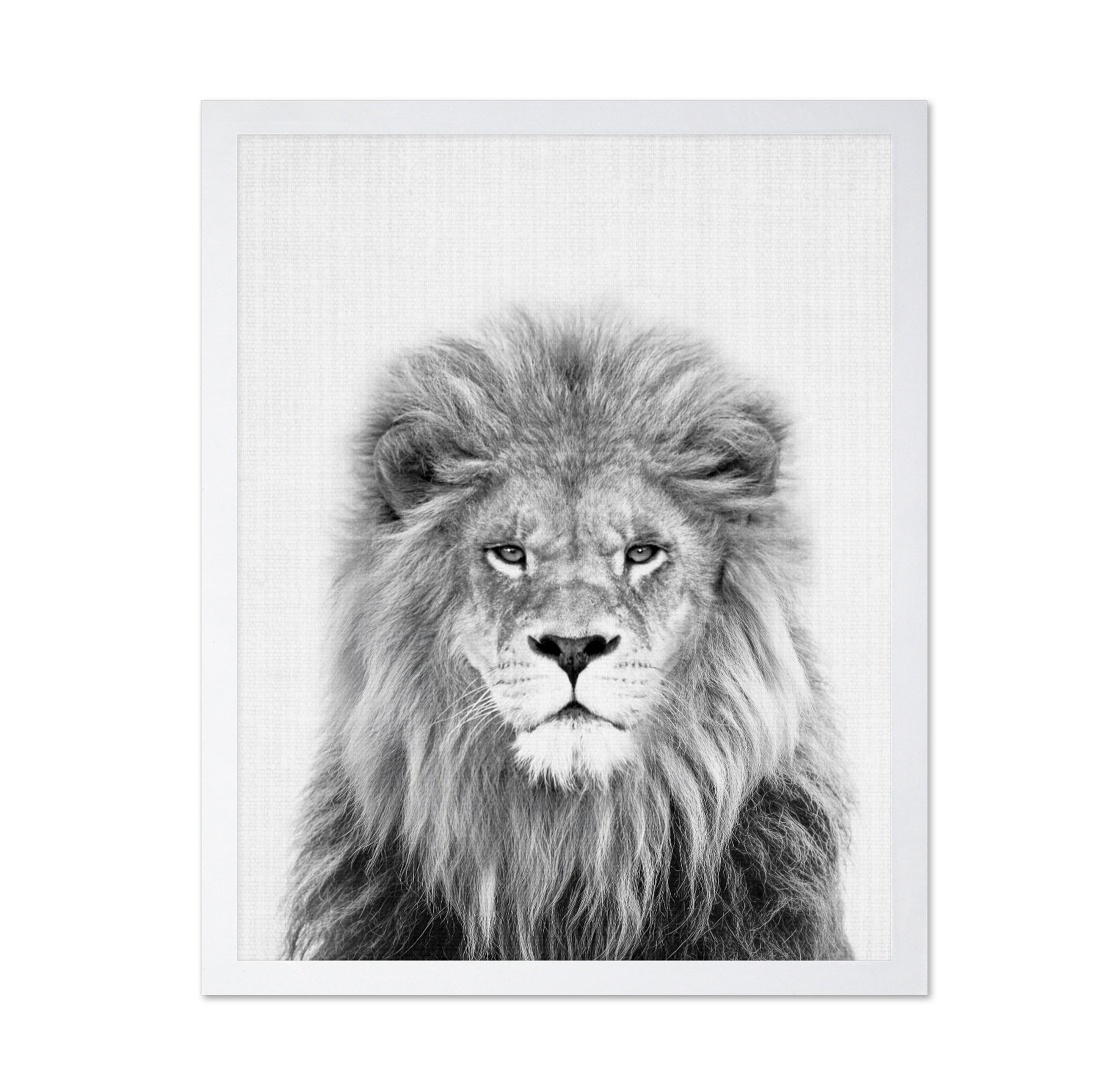 Black a White Peekaboo Lion
