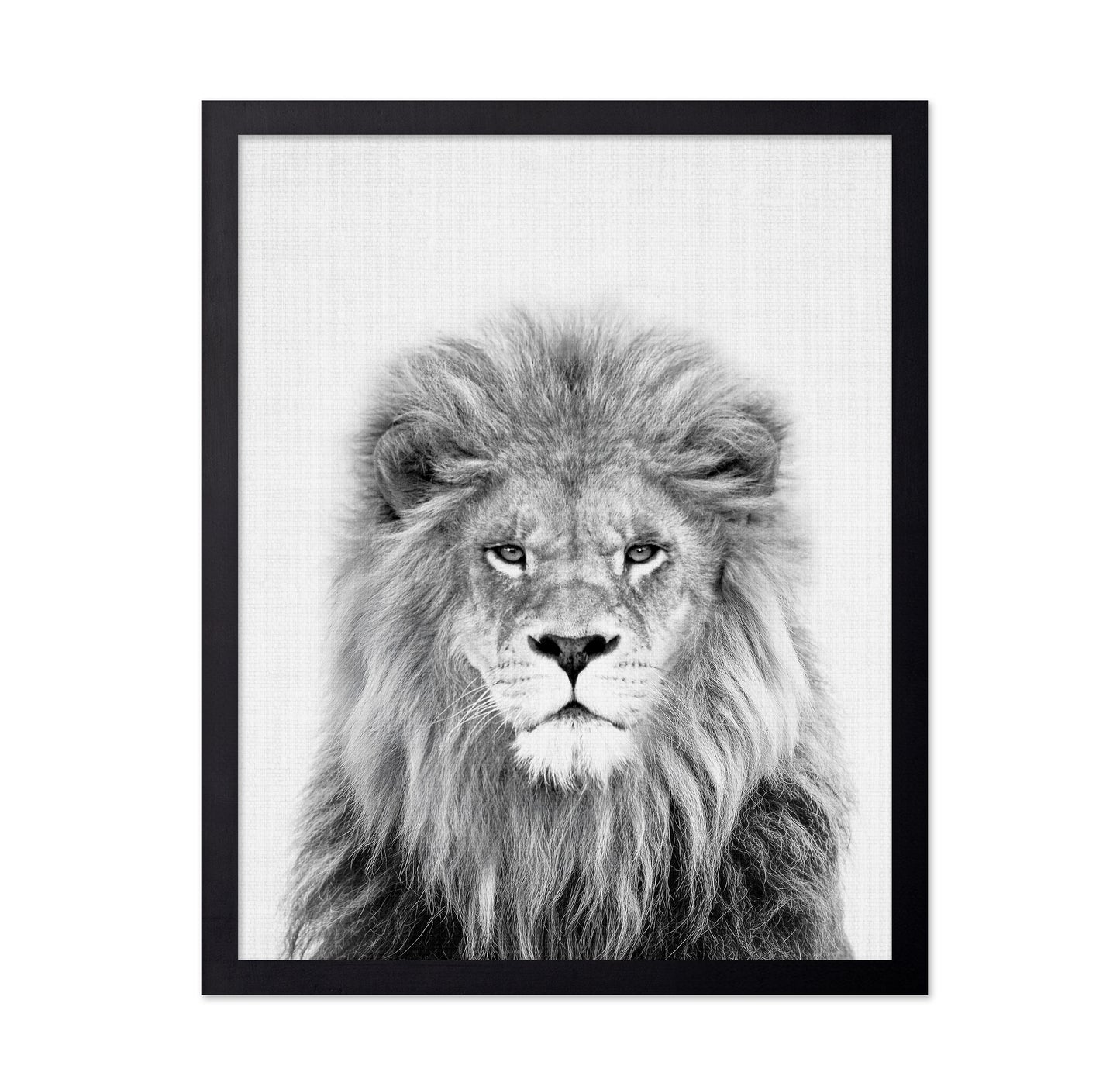 Black a White Peekaboo Lion