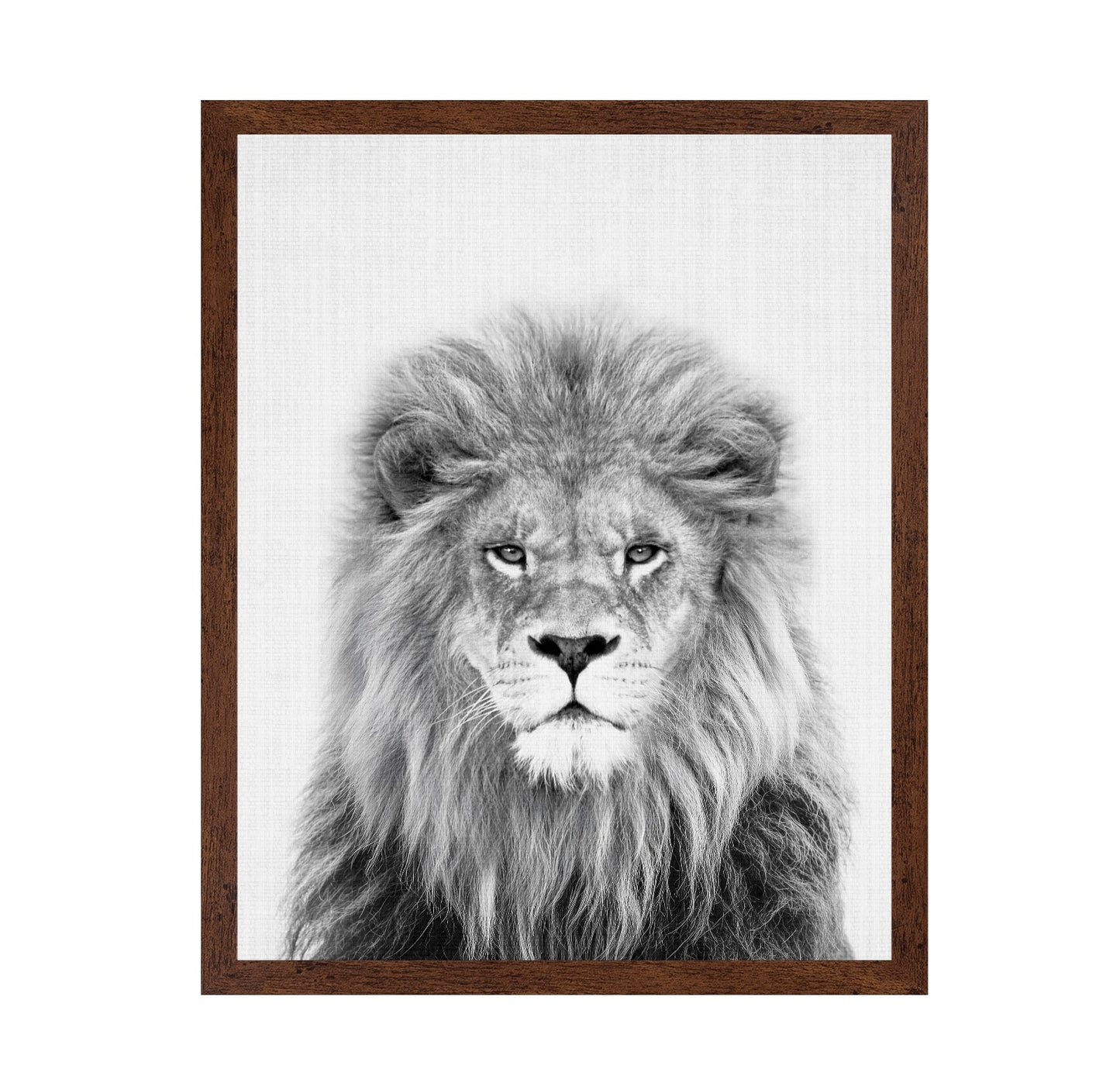 Black a White Peekaboo Lion