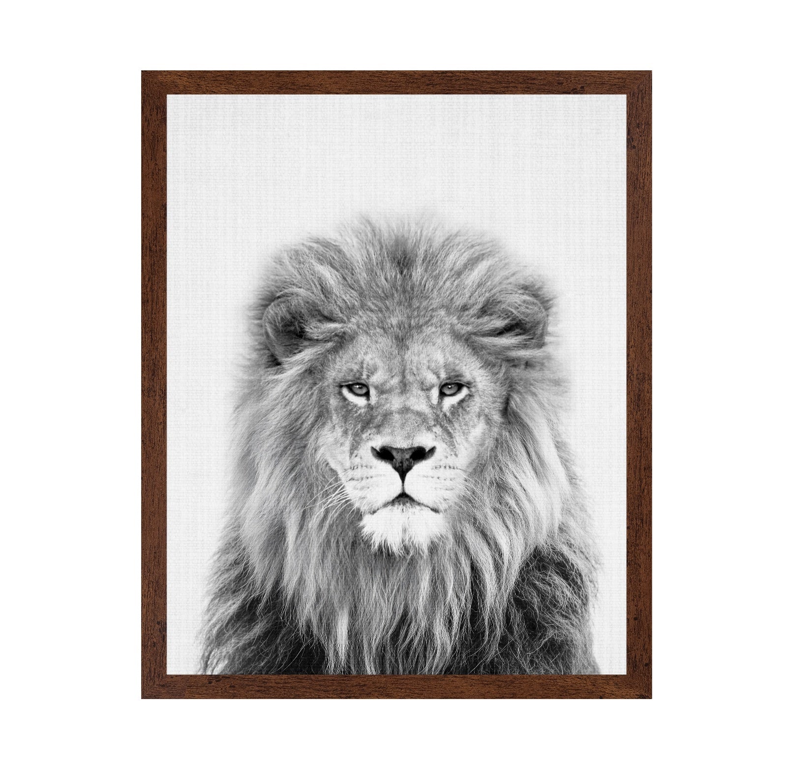 Black a White Peekaboo Lion