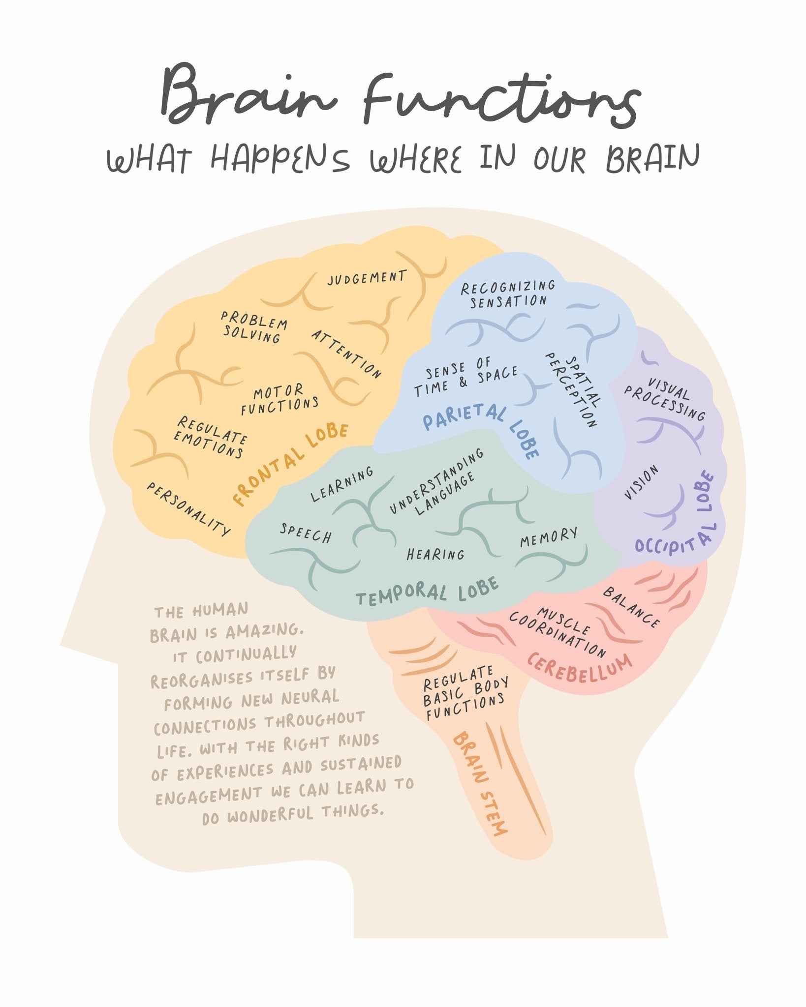 Brain Functions