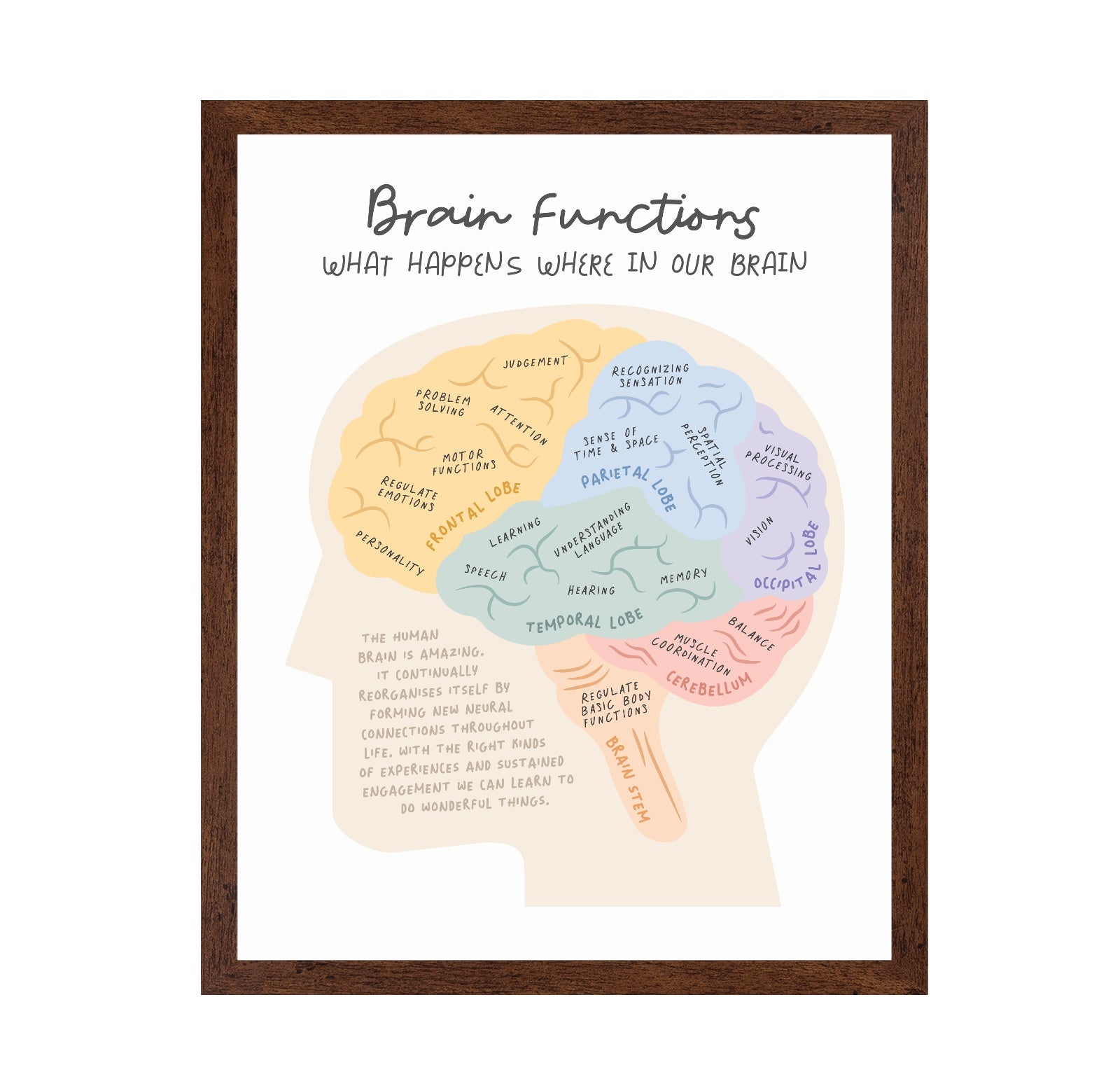 Brain Functions