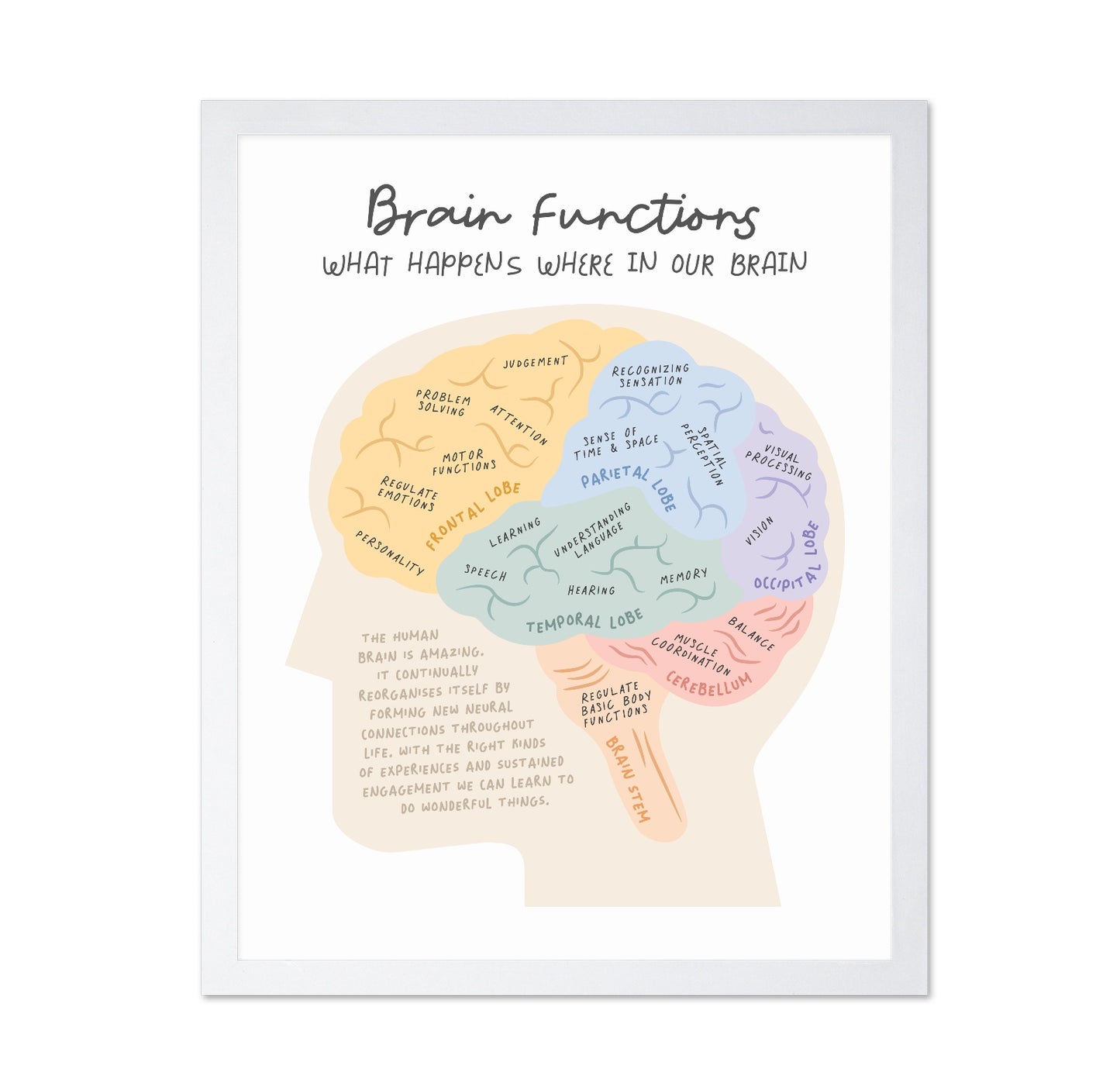 Brain Functions