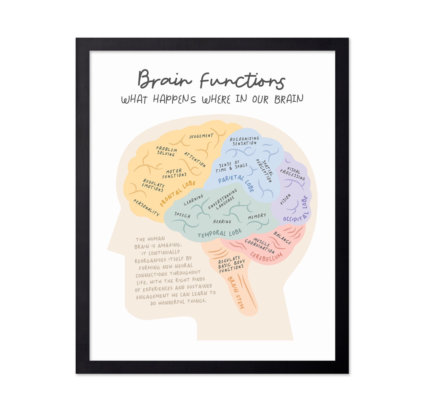 Brain Functions