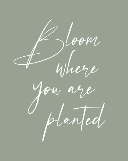 Bloom where Planted No1