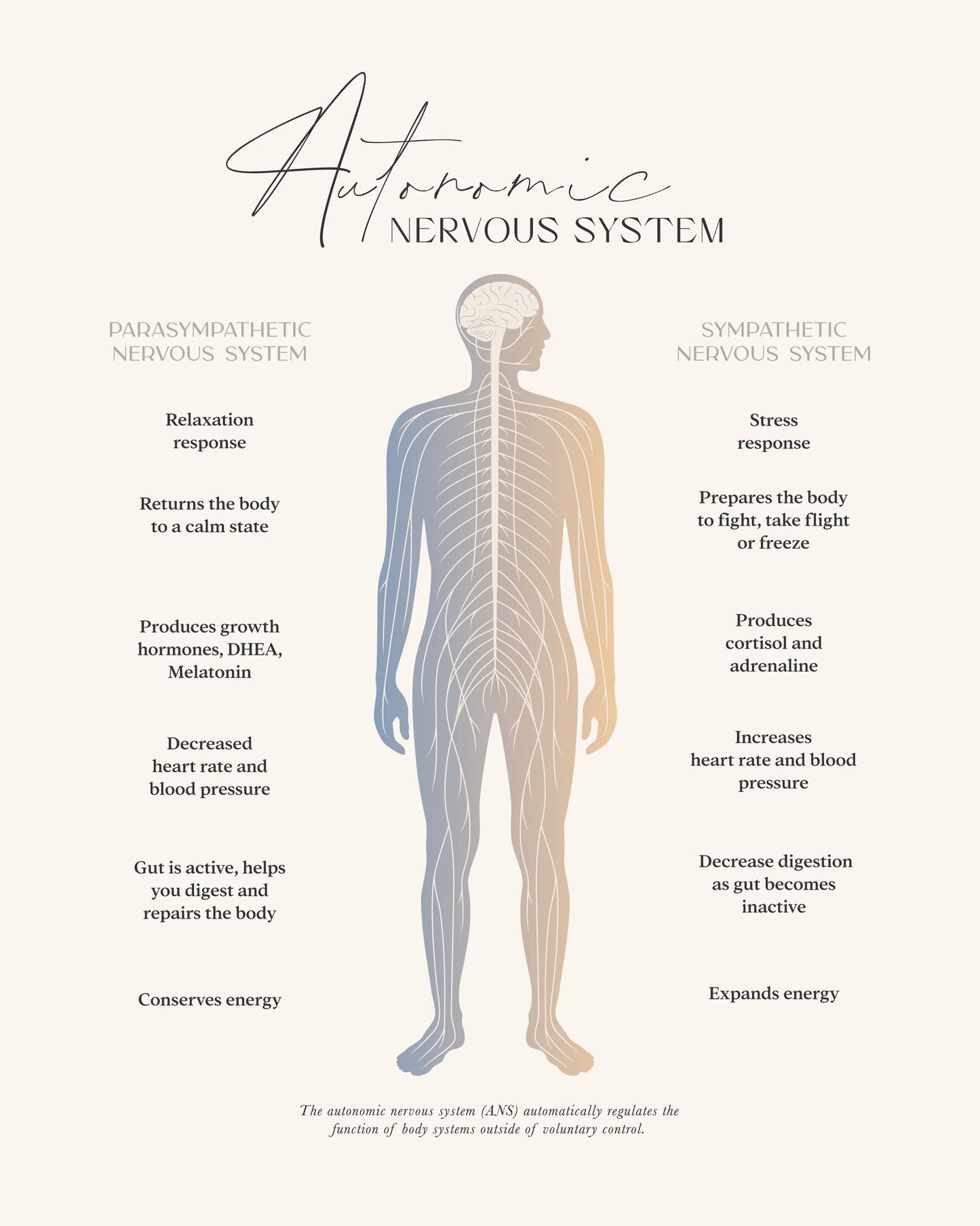 Autonomic Nervous System