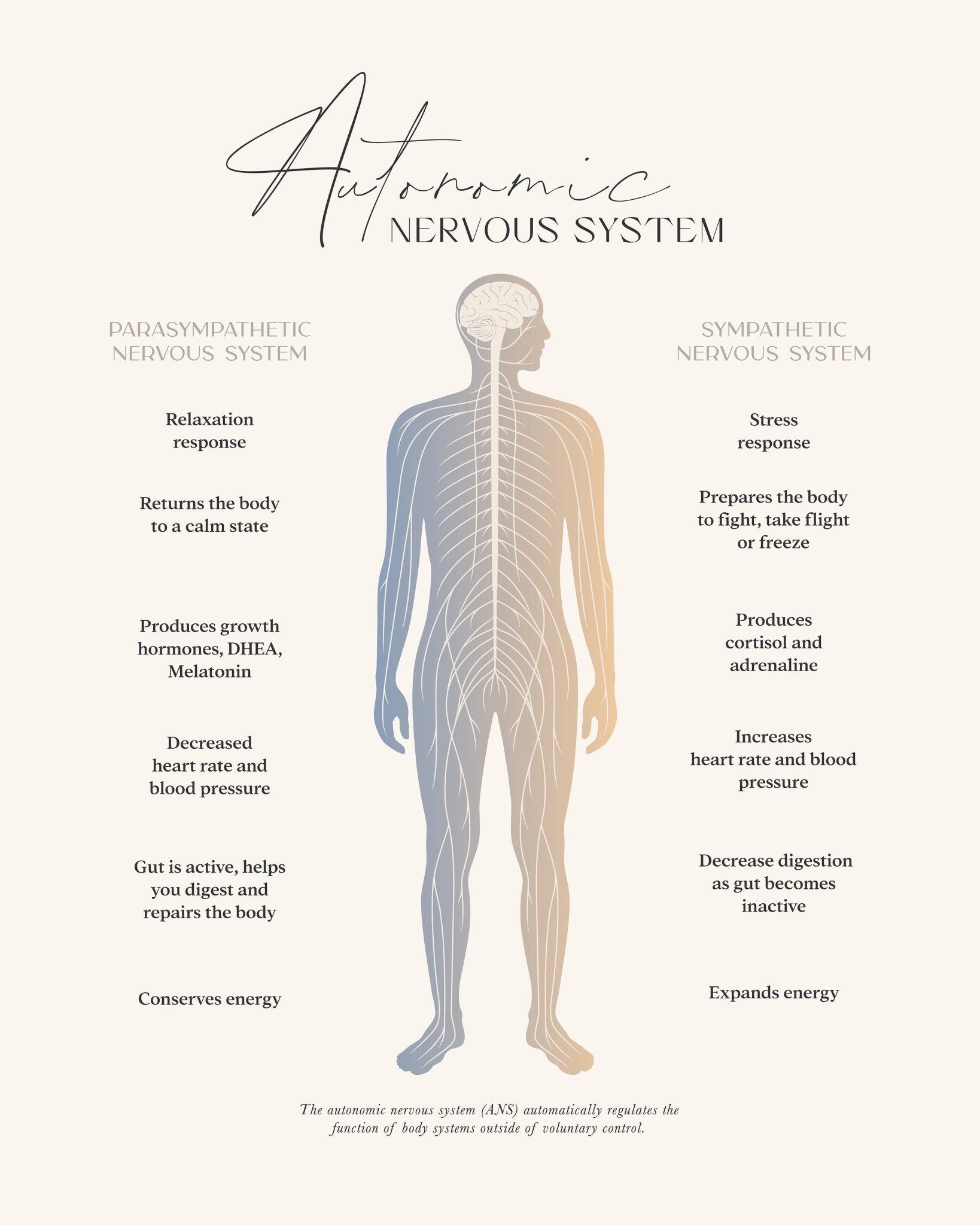 Autonomic Nervous System
