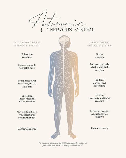 Autonomic Nervous System