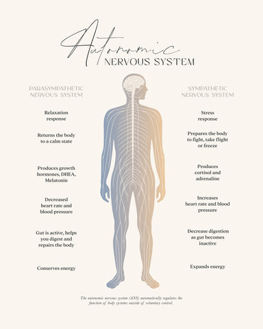 Autonomic Nervous System