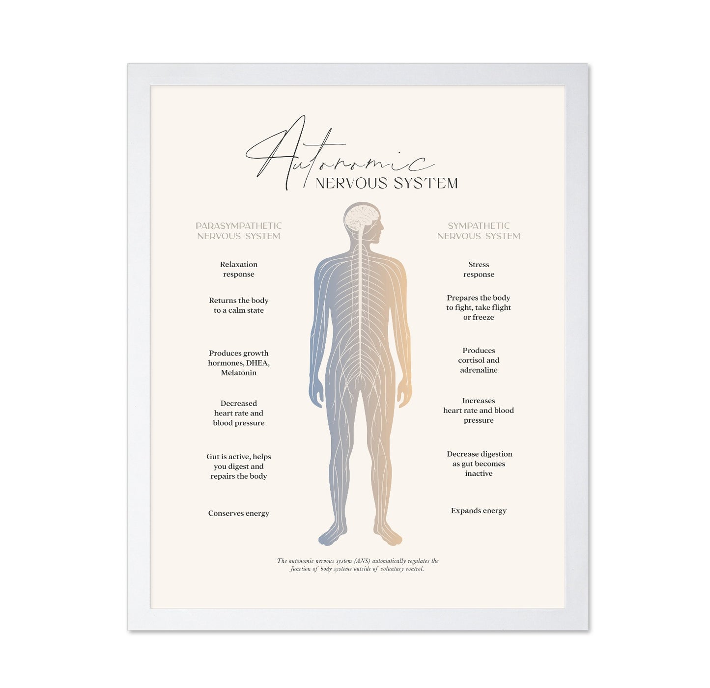 Autonomic Nervous System