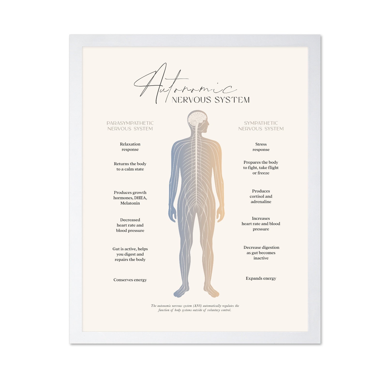 Autonomic Nervous System