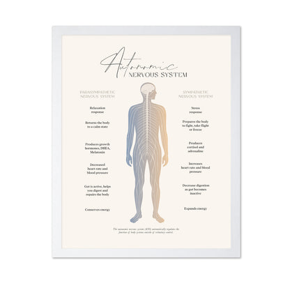 Autonomic Nervous System