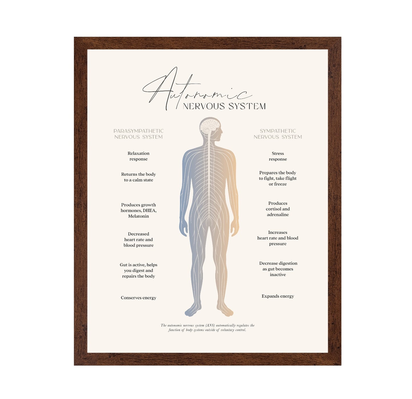 Autonomic Nervous System