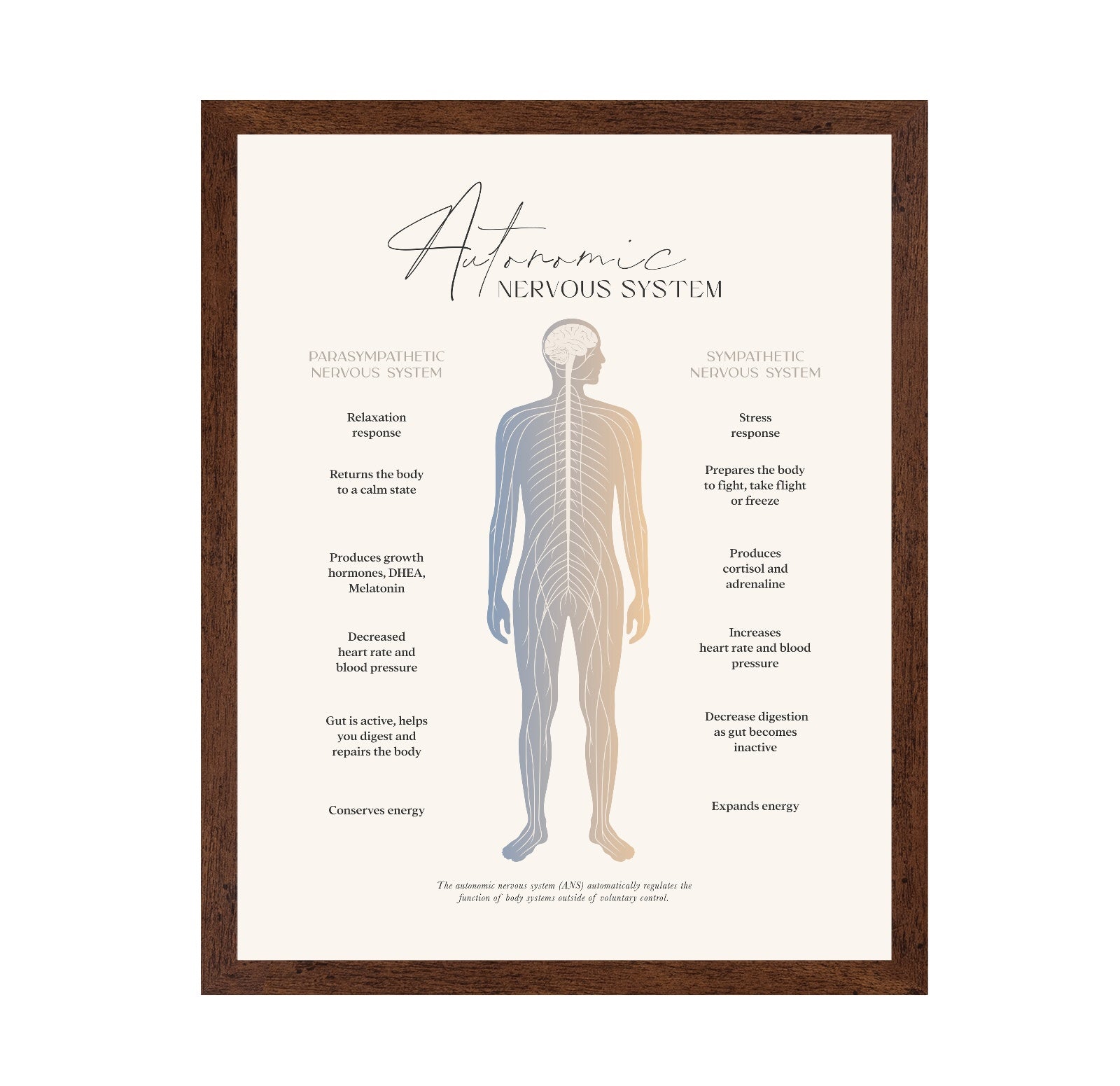 Autonomic Nervous System