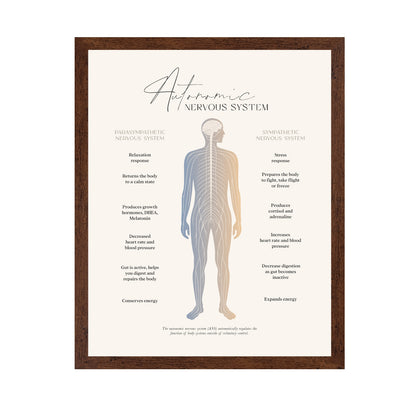 Autonomic Nervous System