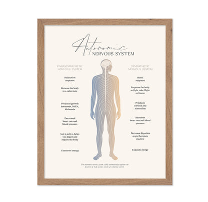 Autonomic Nervous System