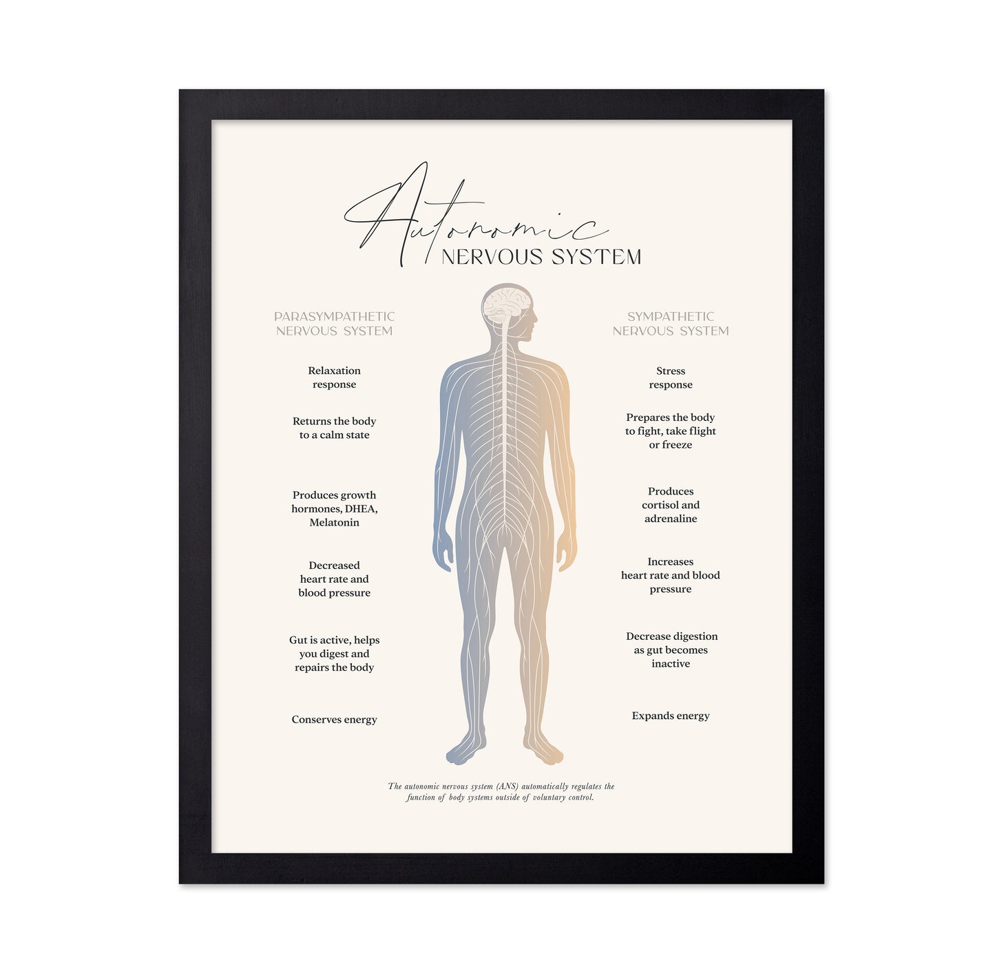 Autonomic Nervous System