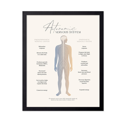 Autonomic Nervous System