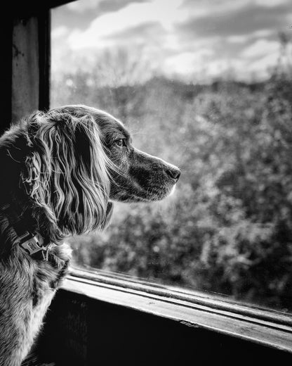 Dog looking through Train Window