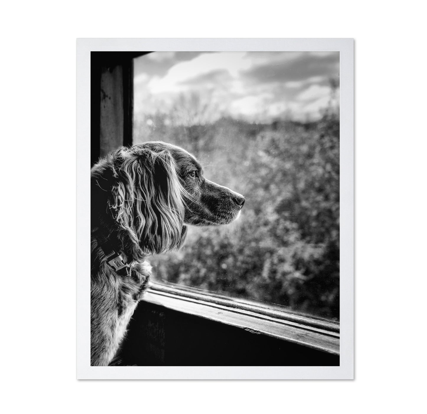 Dog looking through Train Window