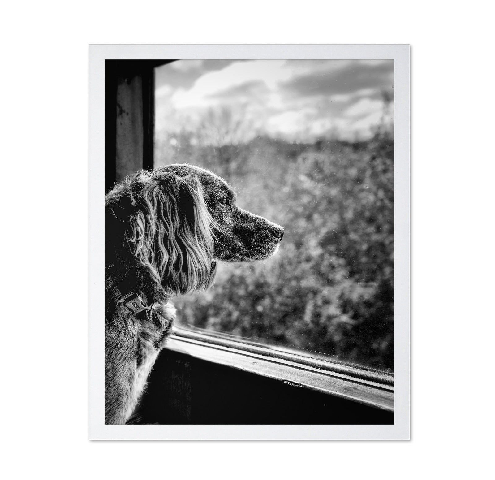 Dog looking through Train Window