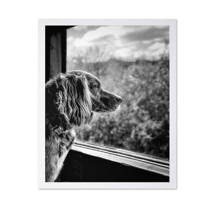 Dog looking through Train Window