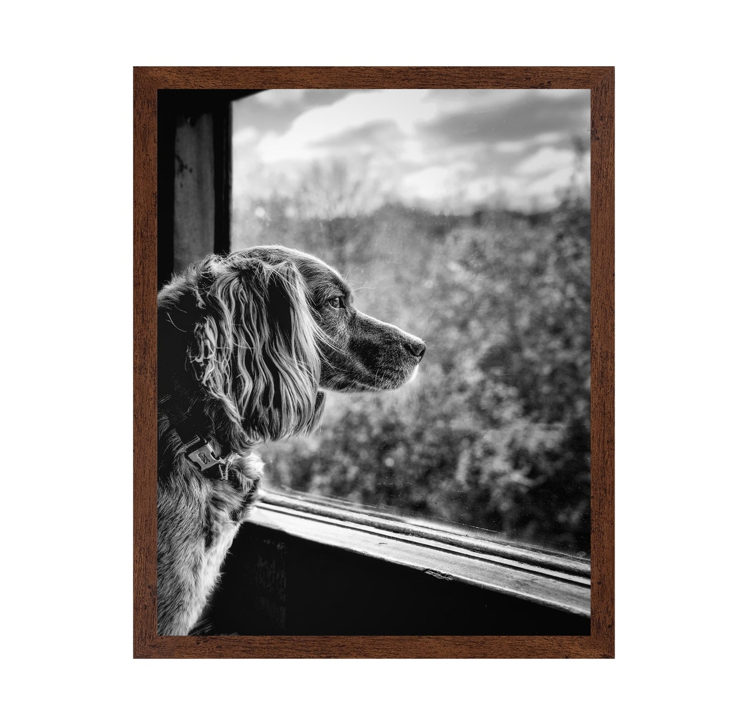 Dog looking through Train Window
