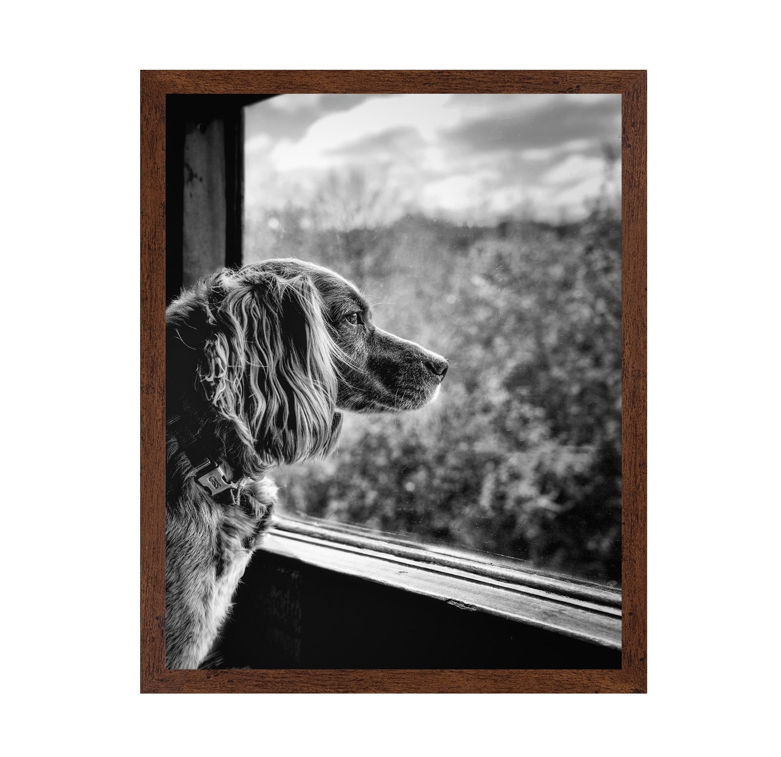 Dog looking through Train Window