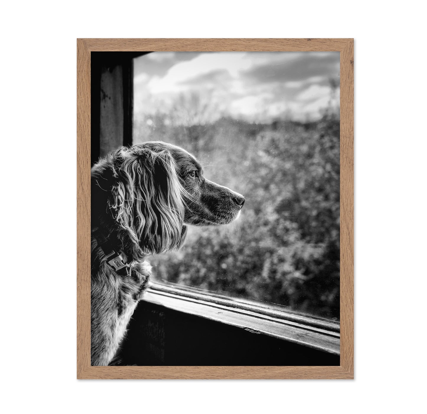 Dog looking through Train Window
