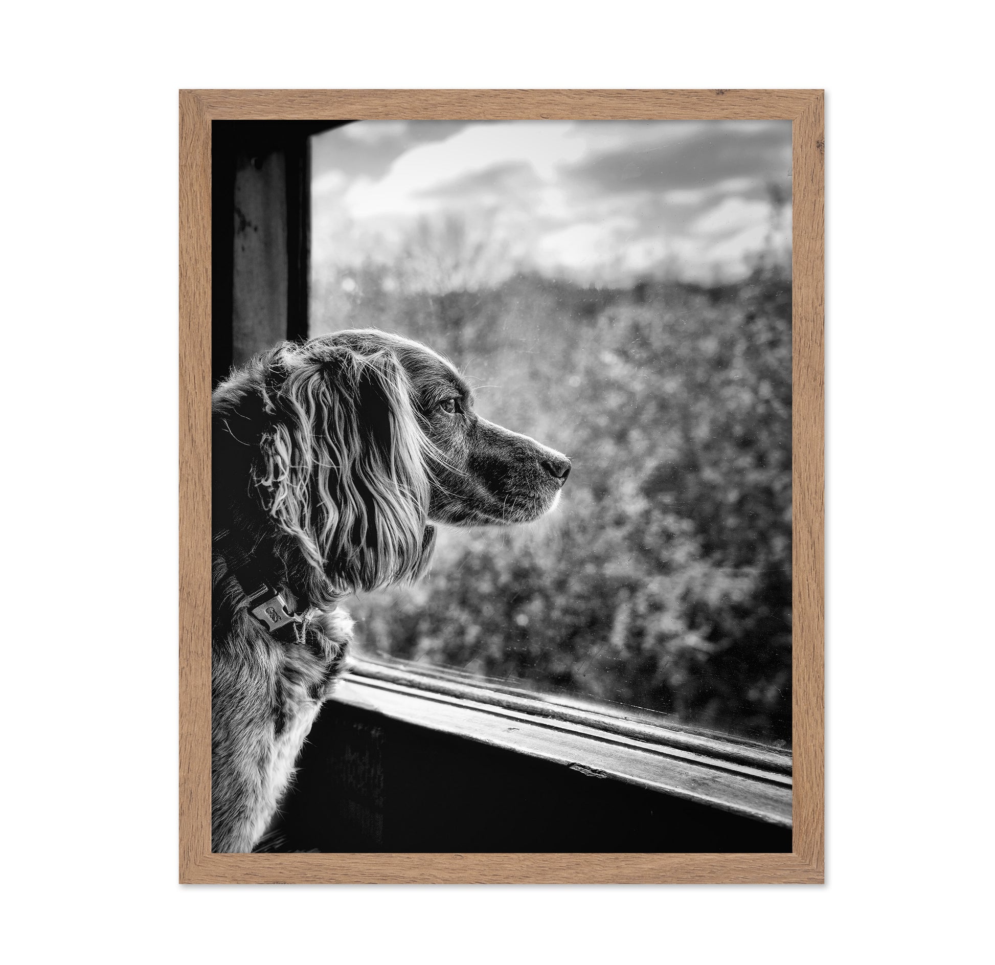 Dog looking through Train Window
