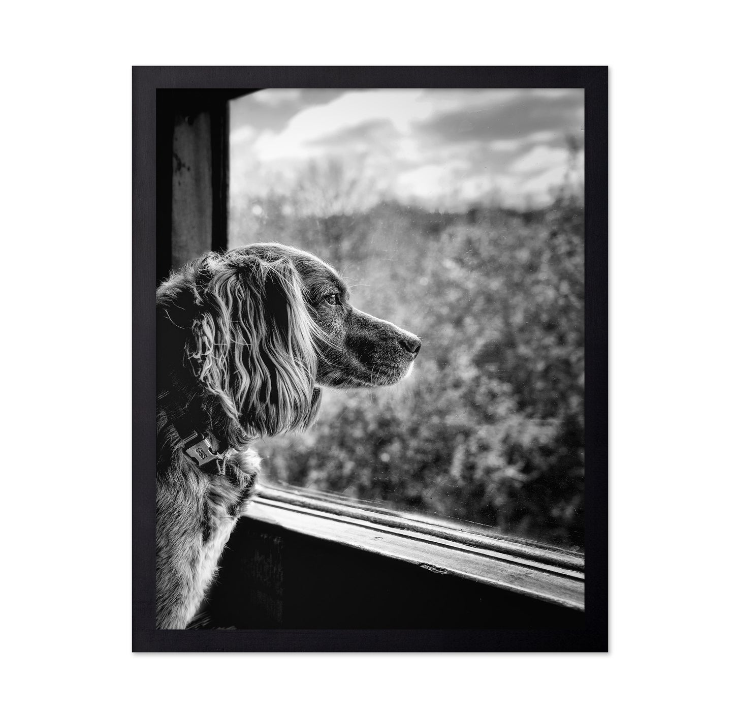 Dog looking through Train Window