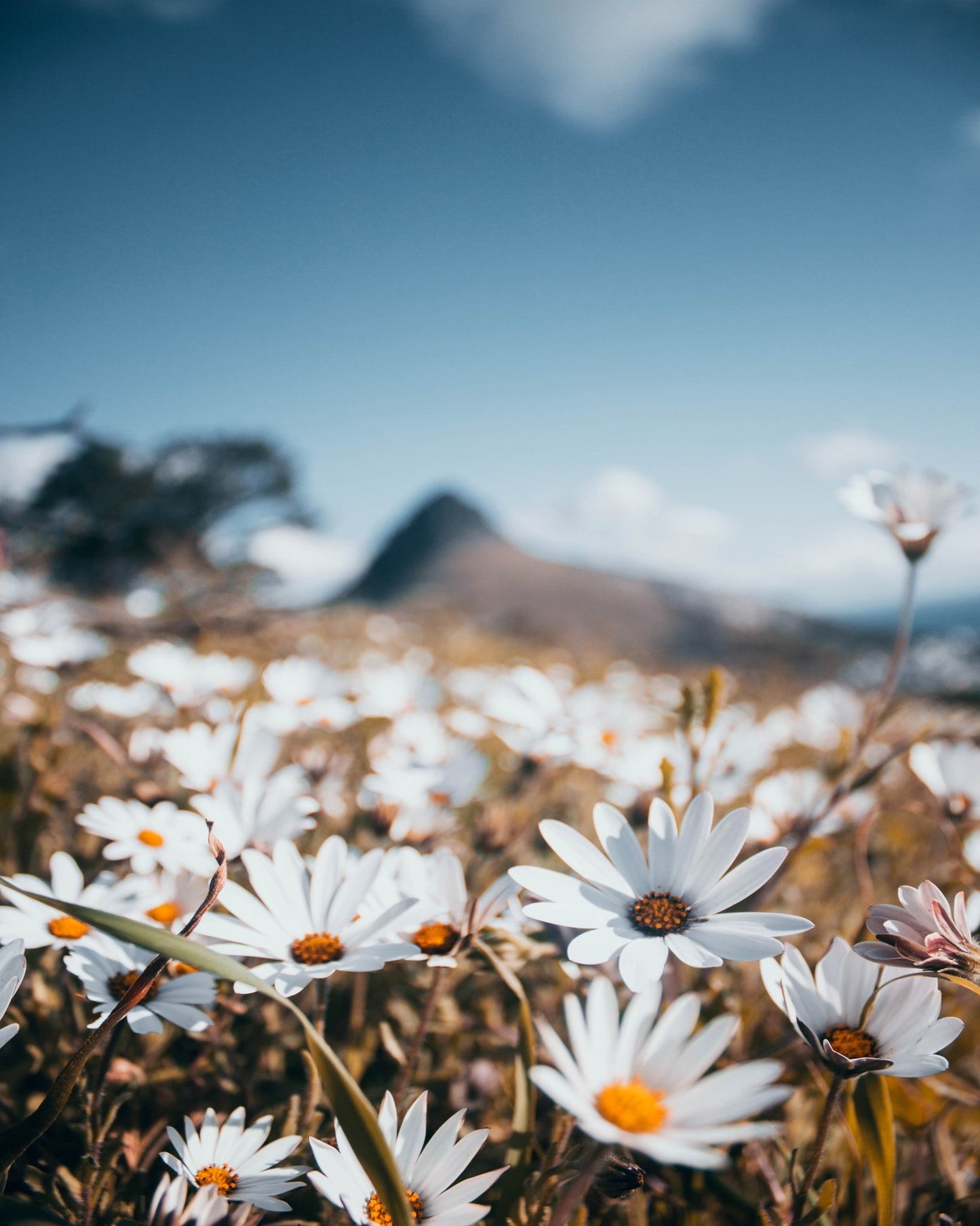 White African Daisies Under a Clear Blue Sky