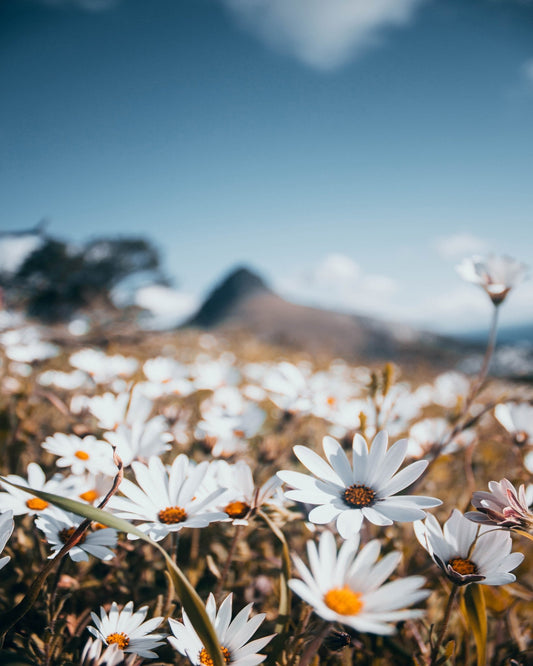 White African Daisies Under a Clear Blue Sky