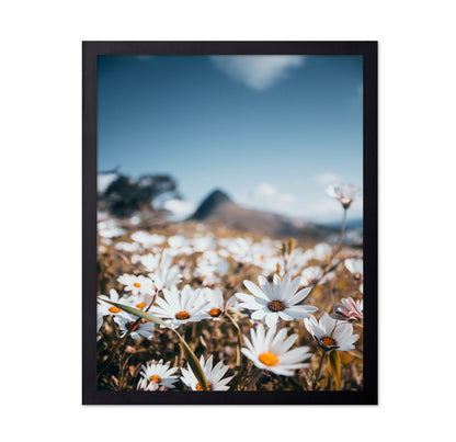 White African Daisies Under a Clear Blue Sky
