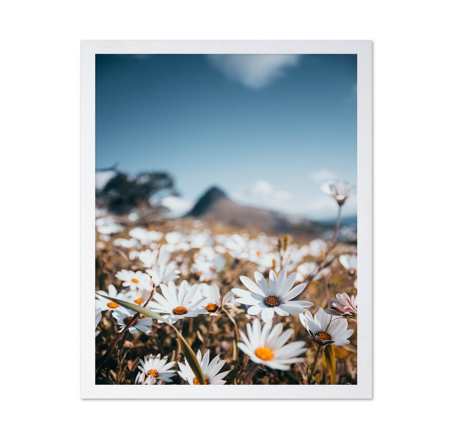 White African Daisies Under a Clear Blue Sky