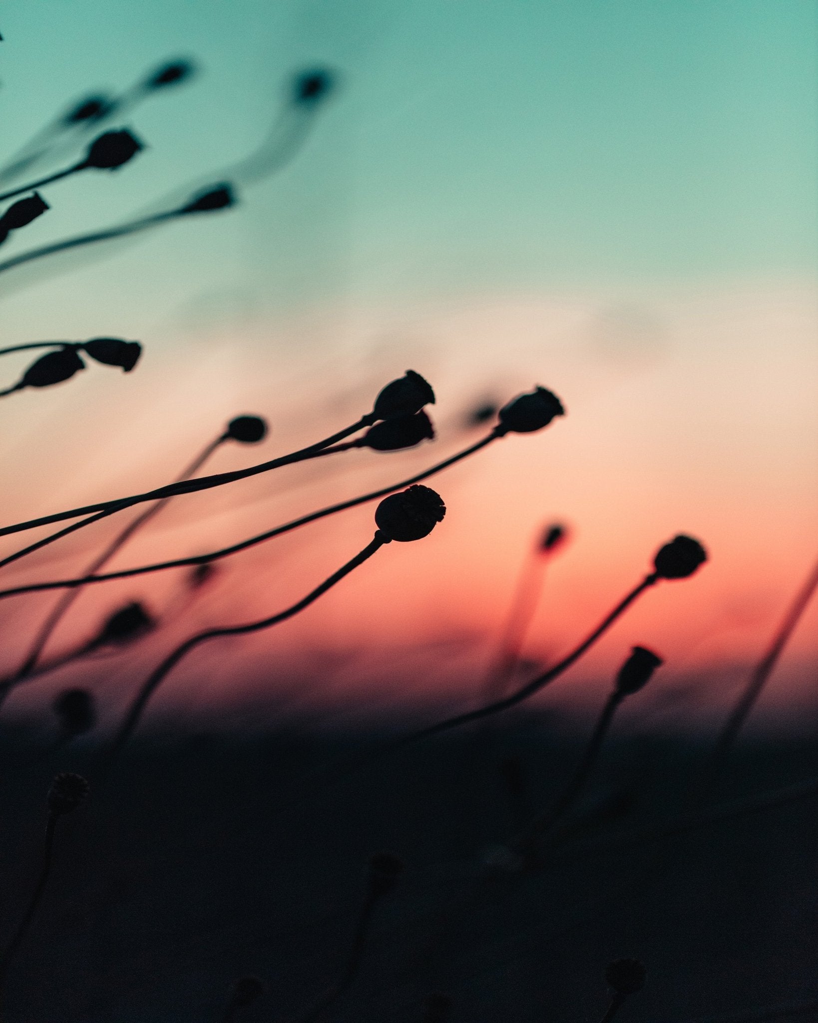 Silhouettes at Dusk