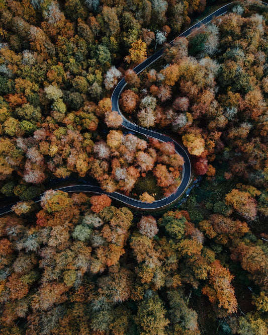 Curved Forest Path
