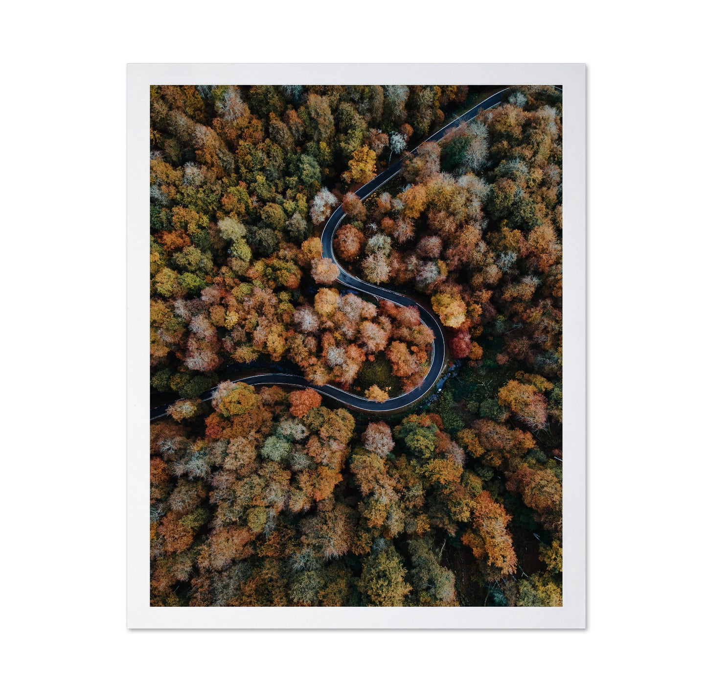 Curved Forest Path