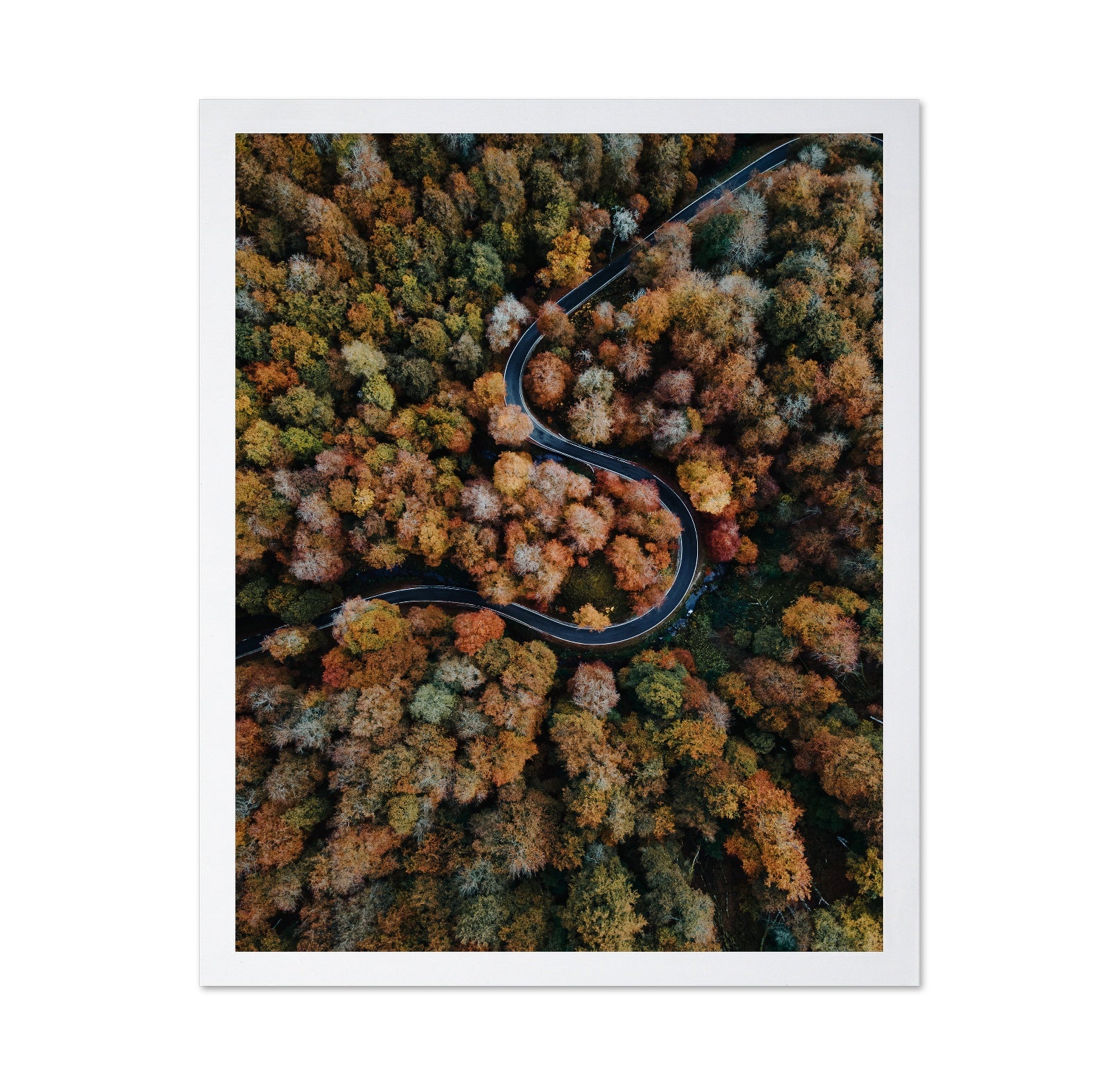 Curved Forest Path