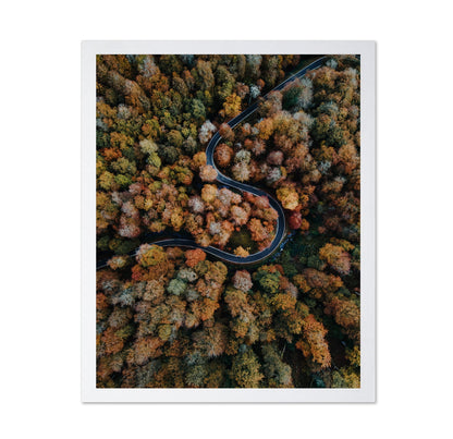 Curved Forest Path