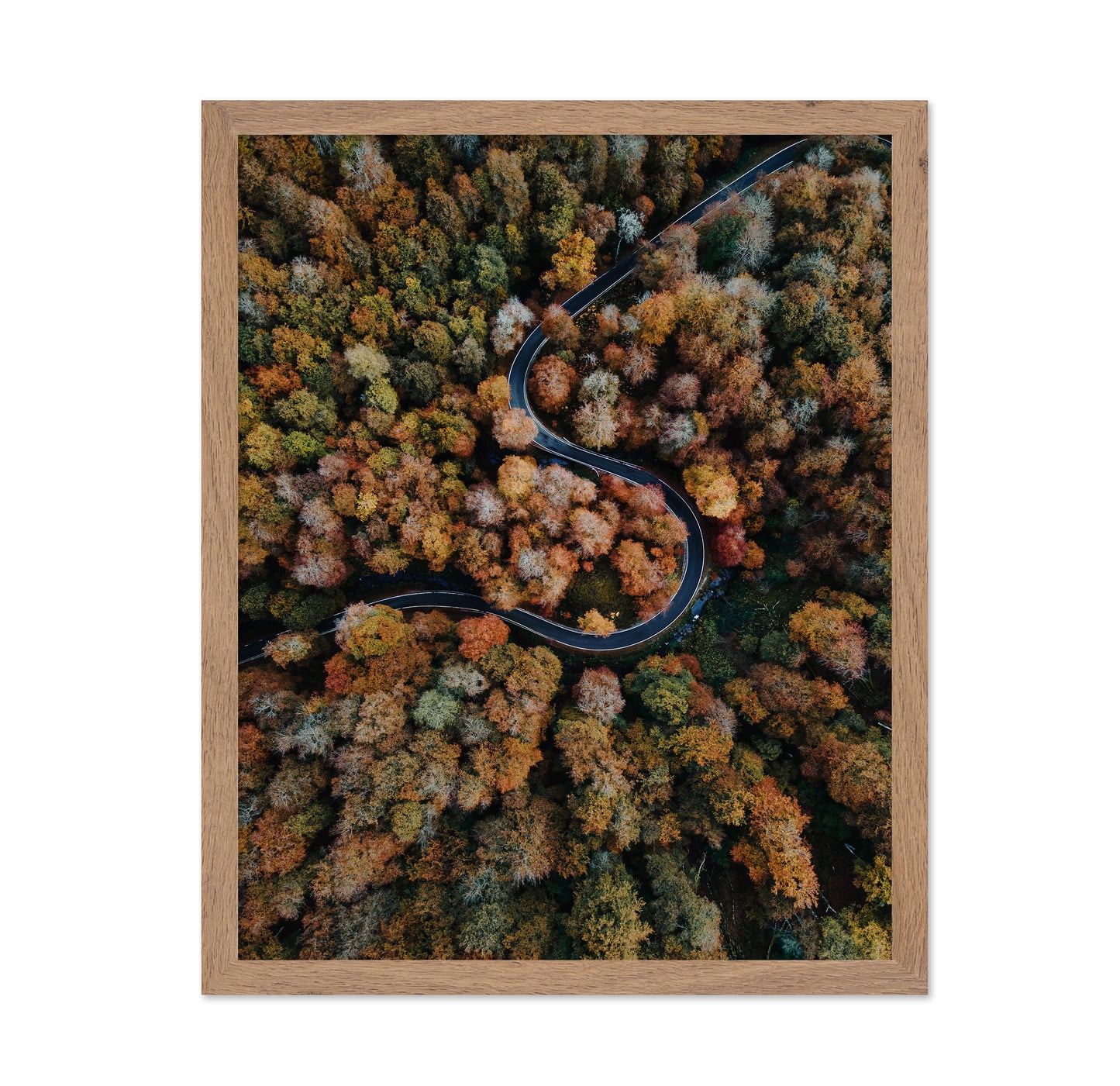 Curved Forest Path